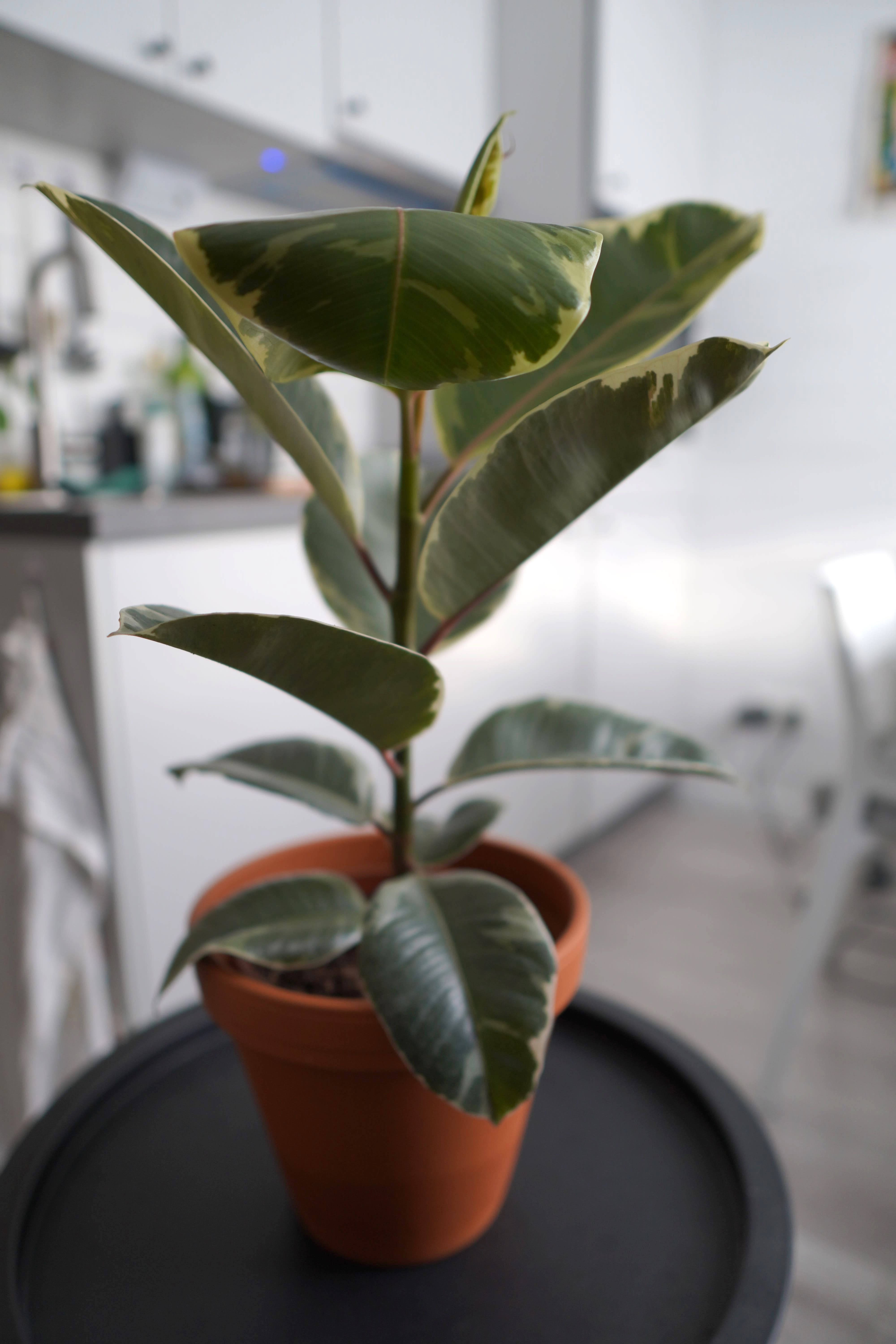 Ficus Elastica Tineke - Skötsel, Sticklingar, Vattning och Näring